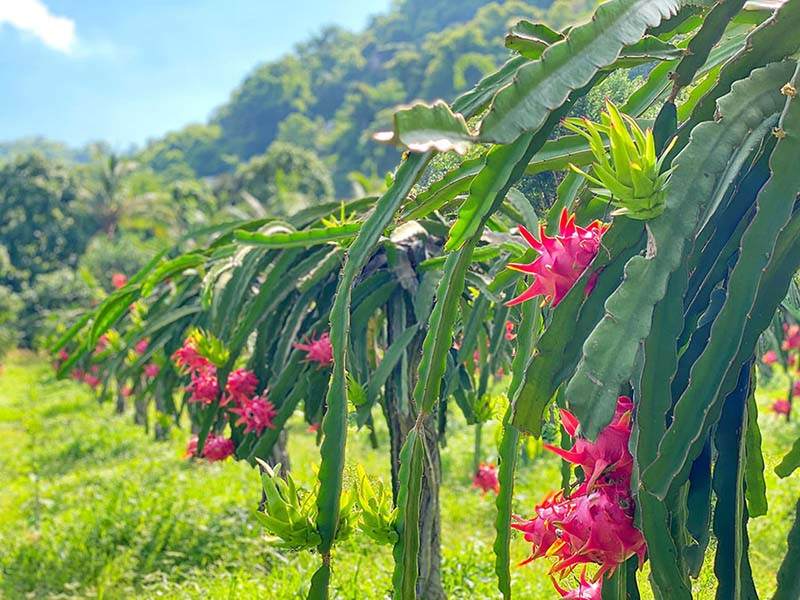 Vườn thanh long Chú Sự nằm dưới chân núi Dài Năm Giếng, mát mẻ và có cảnh quan tuyệt đẹp (hình: sưu tầm)